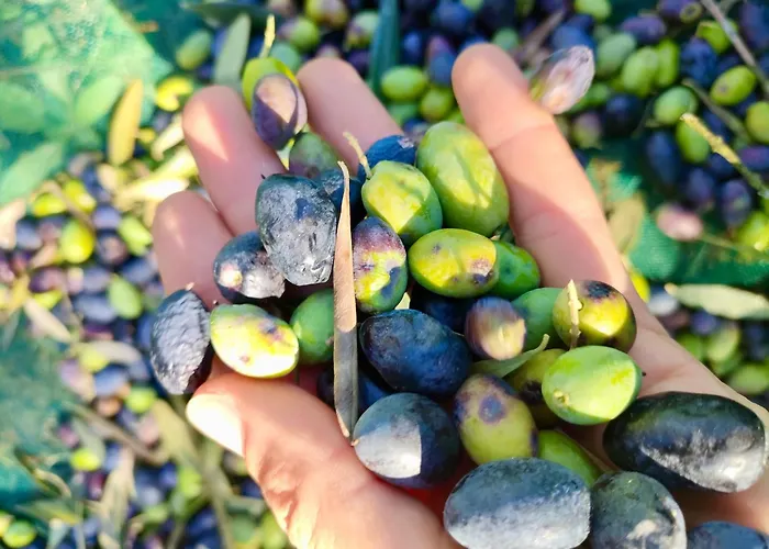 Mt Seafront Zavalatica