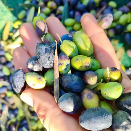 Mt Seafront Residence זבלטיצה