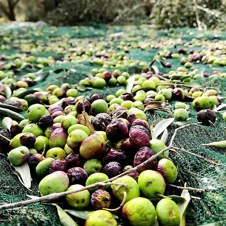 Mt Seafront Residence